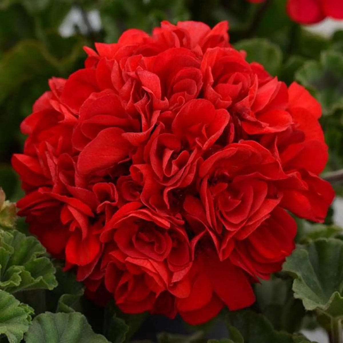 Heirloom Non-GMO Red Geranium Flower Seeds for Planting - Beautiful Blooms for planting in home garden