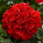 Heirloom Non-GMO Red Geranium Flower Seeds for Planting - Beautiful Blooms for planting in home garden