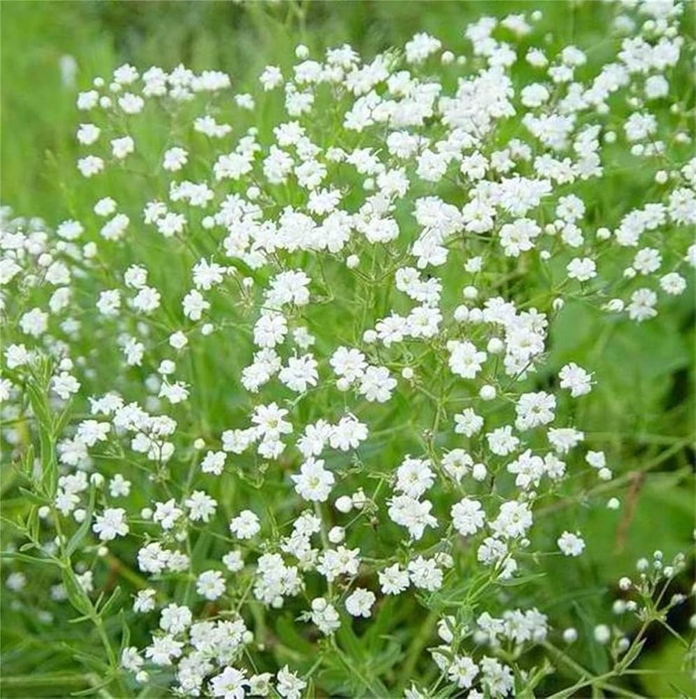 White Gypsophila Snowflake Seeds – Organic, Heirloom, Non-GMO Seeds for Planting