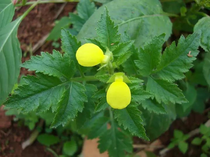 Light Yellow Calceolaria Flower Planting Seeds for Garden NON GMO Seeds Dhara Seeds