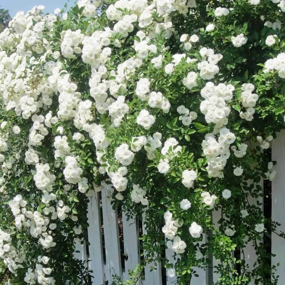 White Climbing Rose Plant Seeds - Non-GMO Heirloom Garden Seeds for Planting 100% Natural for planting in home garden