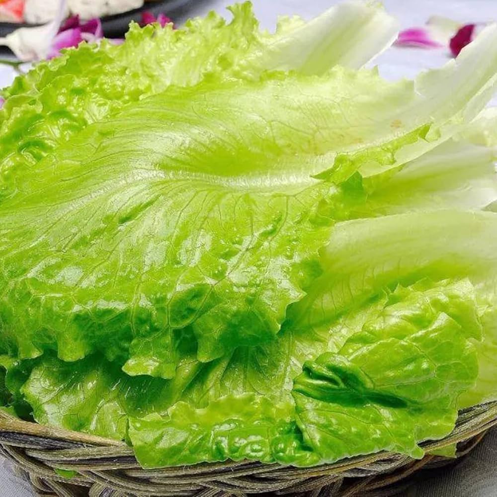 Cimarron Lettuce Seeds Lactuca sativa for Planting in Garden Rows or Raised Beds