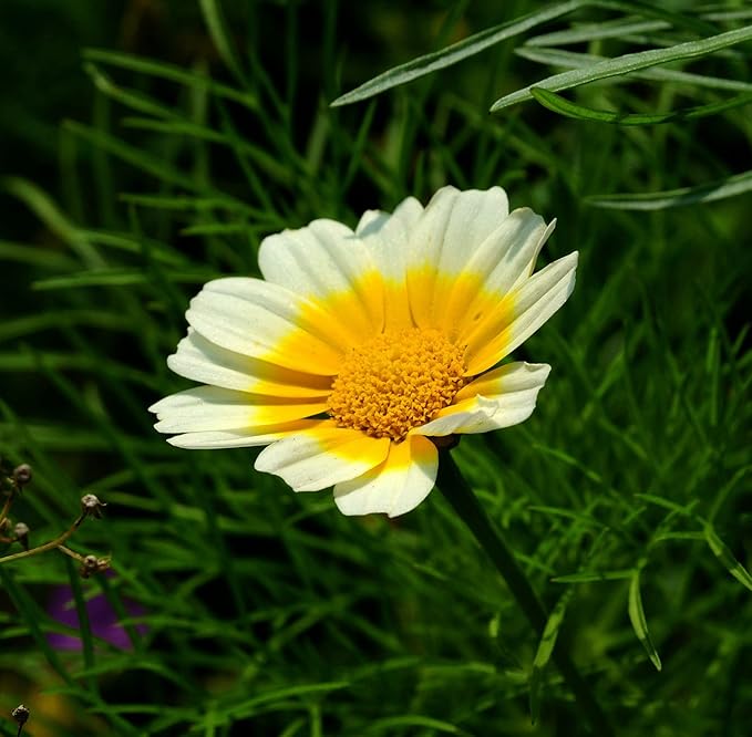 Chrysanthemum Flower Chrysanthemum morifolium Seeds for Planting in Flower Bed & Garden
