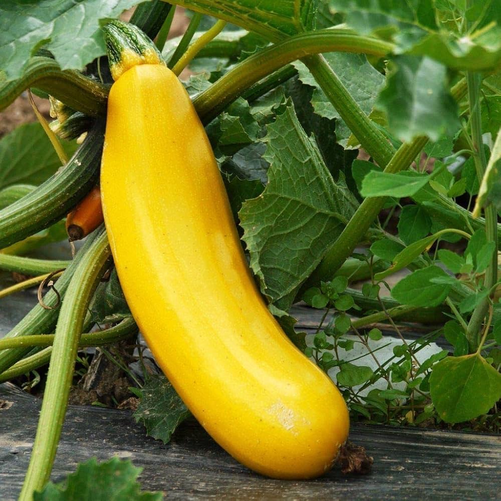 Zucchini Cucurbita pepo Patio Yellow vegetable seeds for planting in small-space kitchen gardens or containers