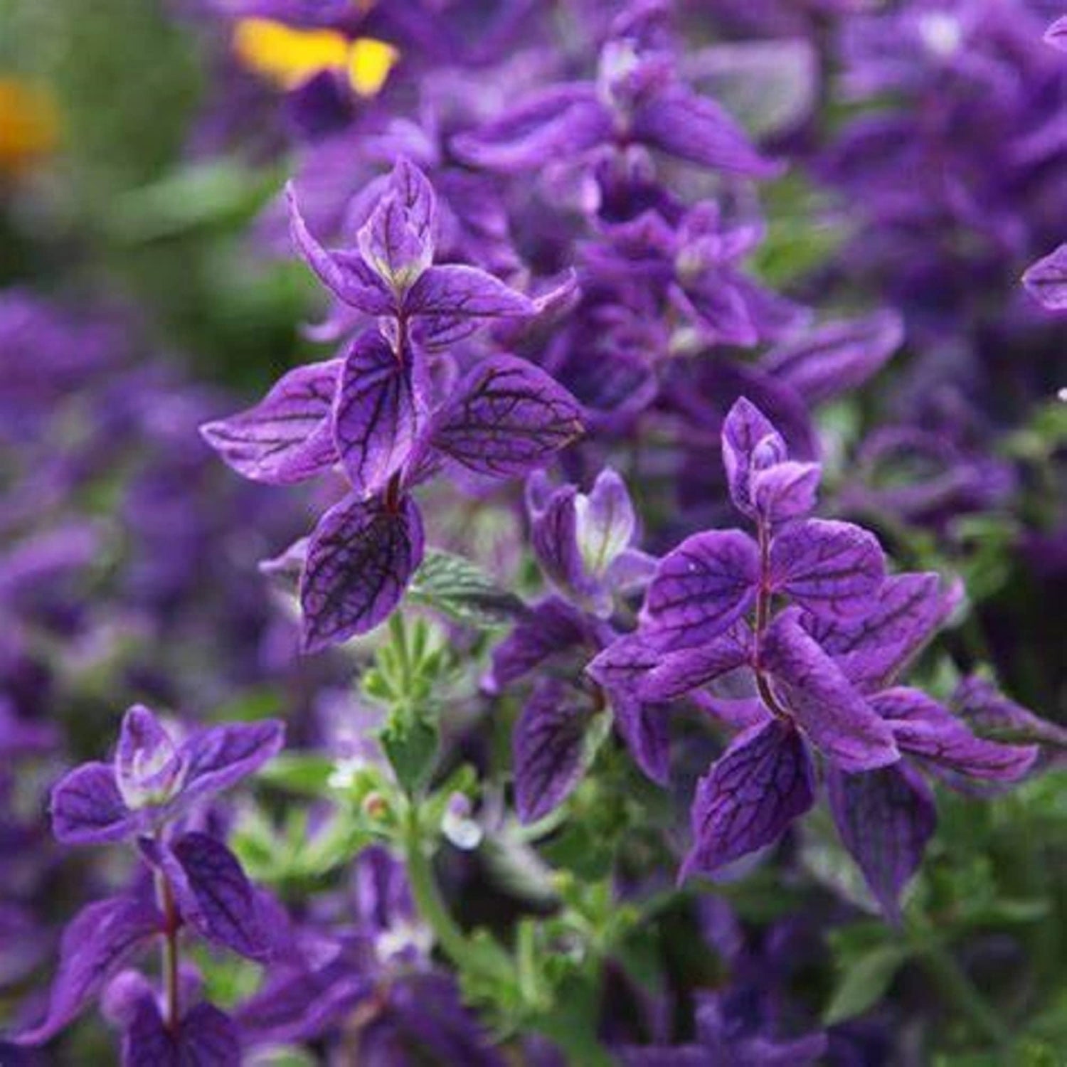 Clary Sage Seeds - Blue Monday