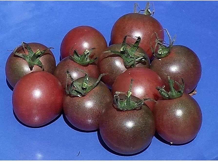 Tomato Solanum Lycopersicum Chocolate Cherry Vegetable Seeds for Planting – Perfect for Snacking and Patio Garden Pots