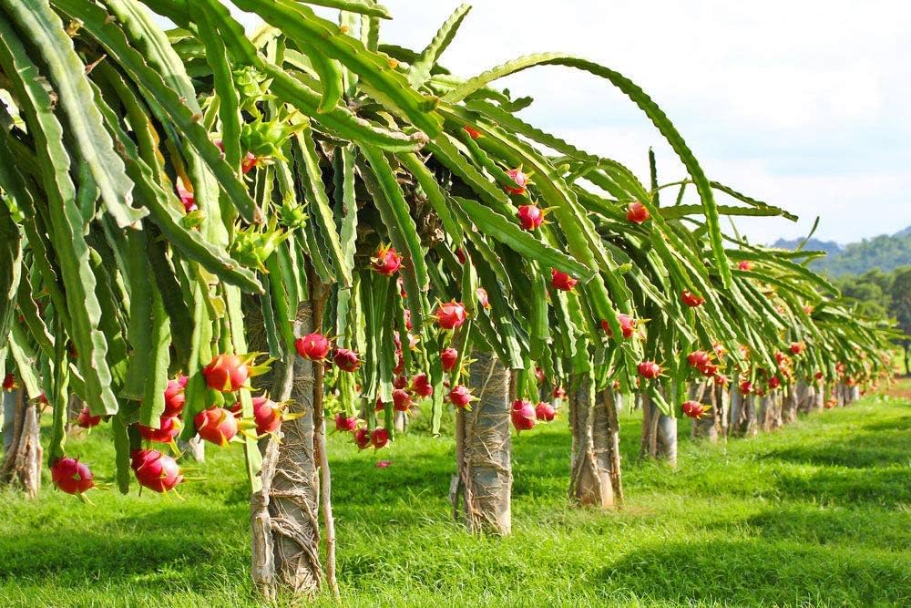 Pitaya Dragon Fruit Hylocereus spp. for planting in vegetable patch