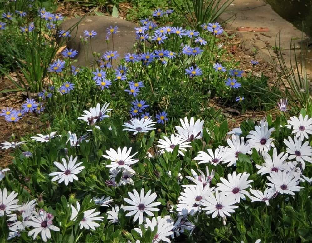 Garden Daisy Bellis Perennis Flower Seeds for Planting in Home Garden and Indoor Pots