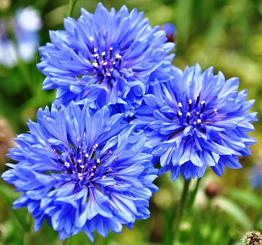 Bachelor Button Centaurea Cyanus Pink Flower Seeds for Planting