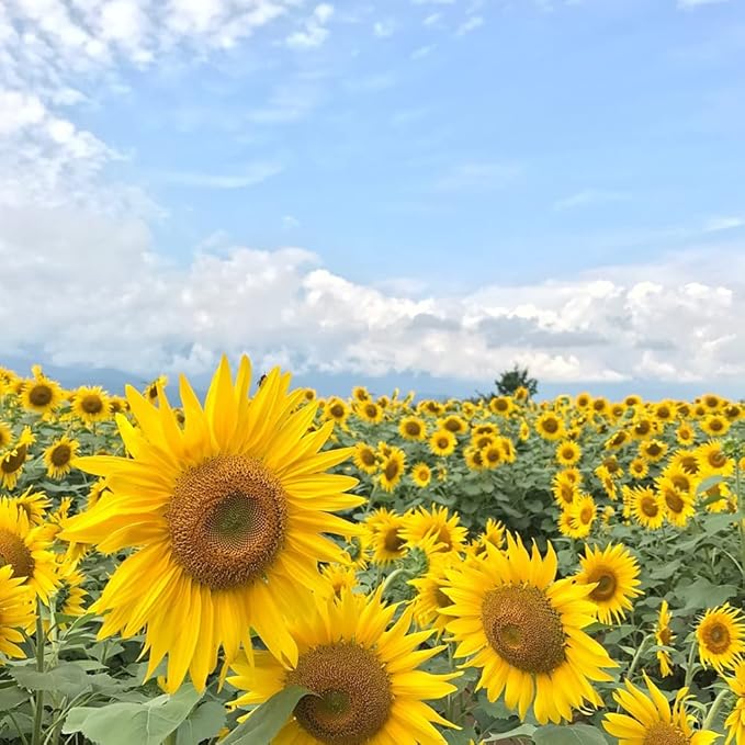 Sunflower Helianthus annuus variety mix flower seeds for planting in home garden or open landscapes