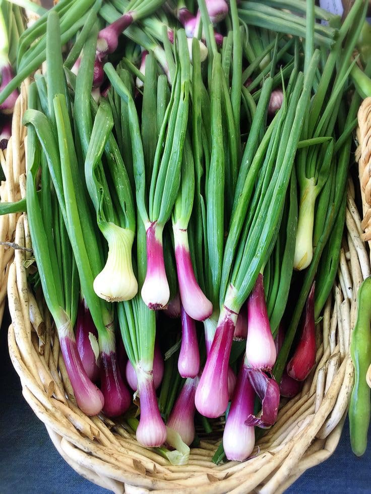 Shallot (Allium cepa) Seeds for Planting for Vegetable Patch and Home Garden