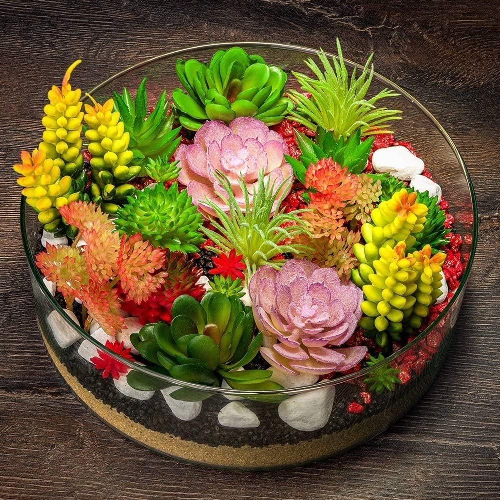 Living Stone Sempervivum Plant Seeds for Planting Mixed