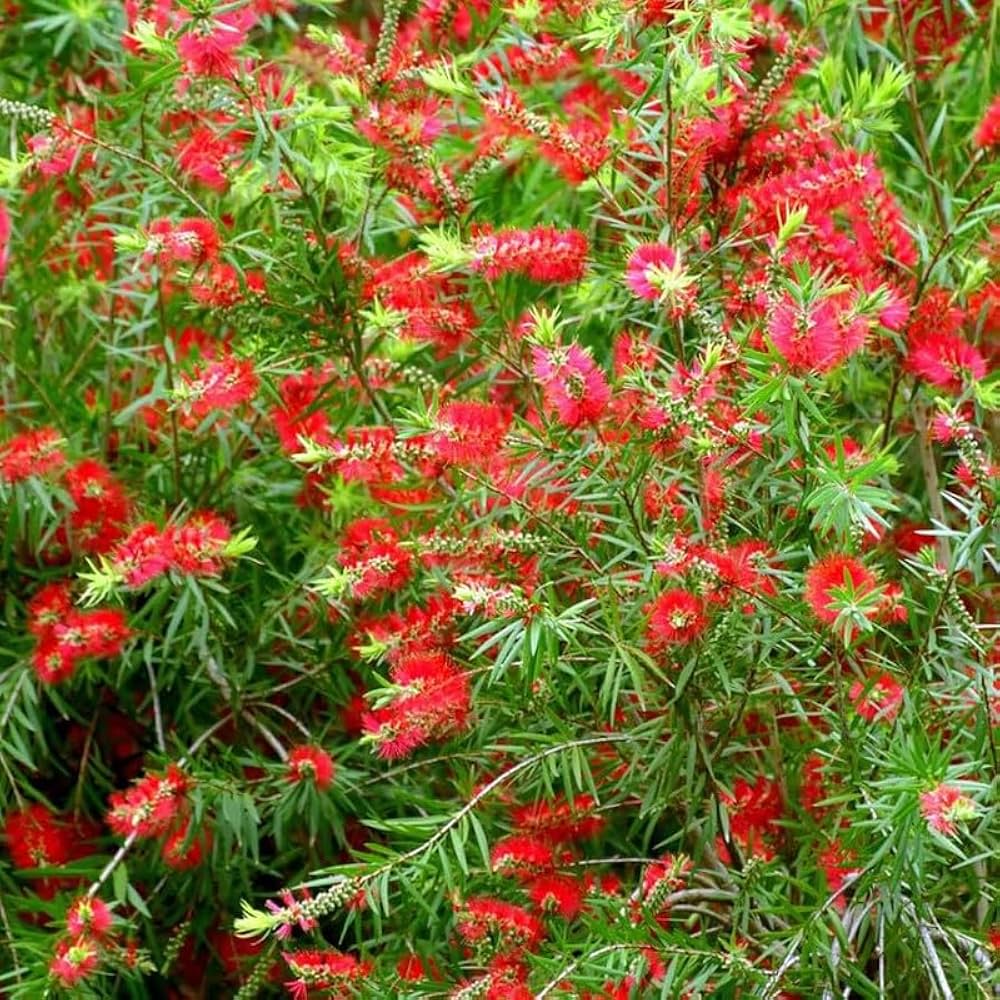 Taree Pink Bottlebrush Callistemon Seeds for Planting for Wildlife Garden and Flower Borders