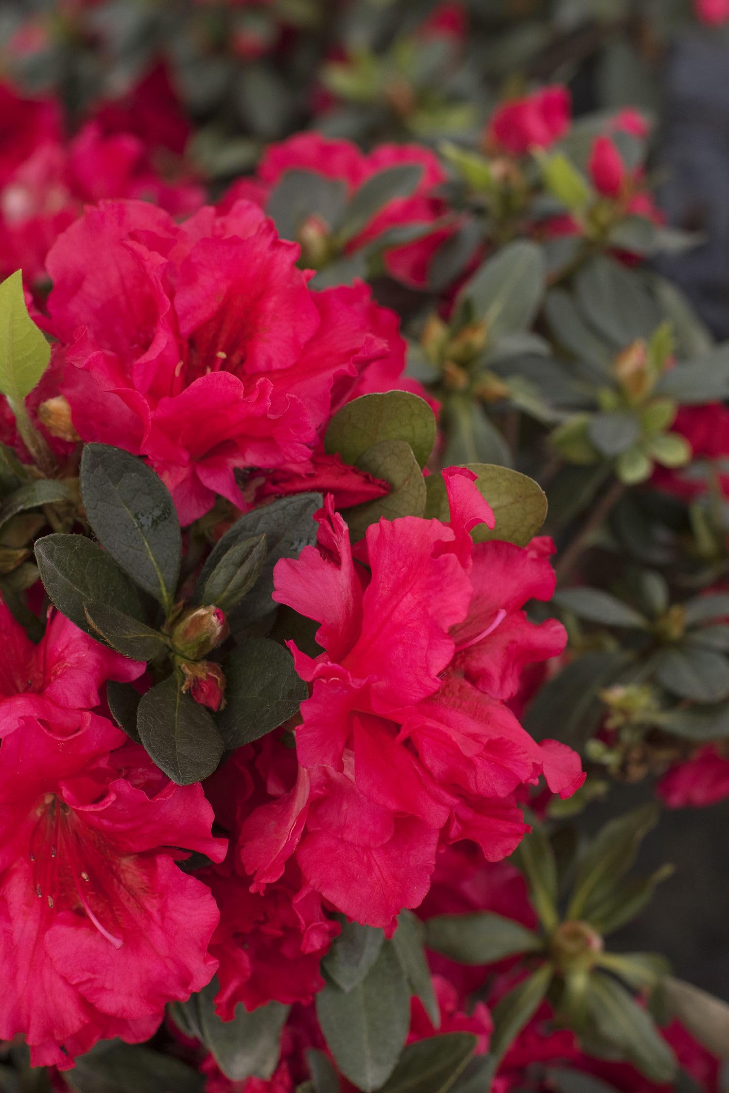 Azalea Flower Seeds (White & Red) – Fresh Seeds for Planting Bicolor Azaleas
