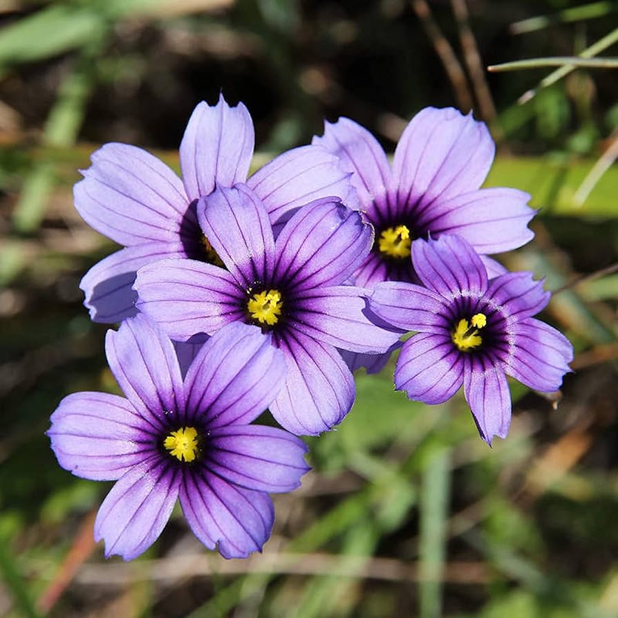 Sisyrinchium Bellum Flower Seeds for Planting in Flower Bed