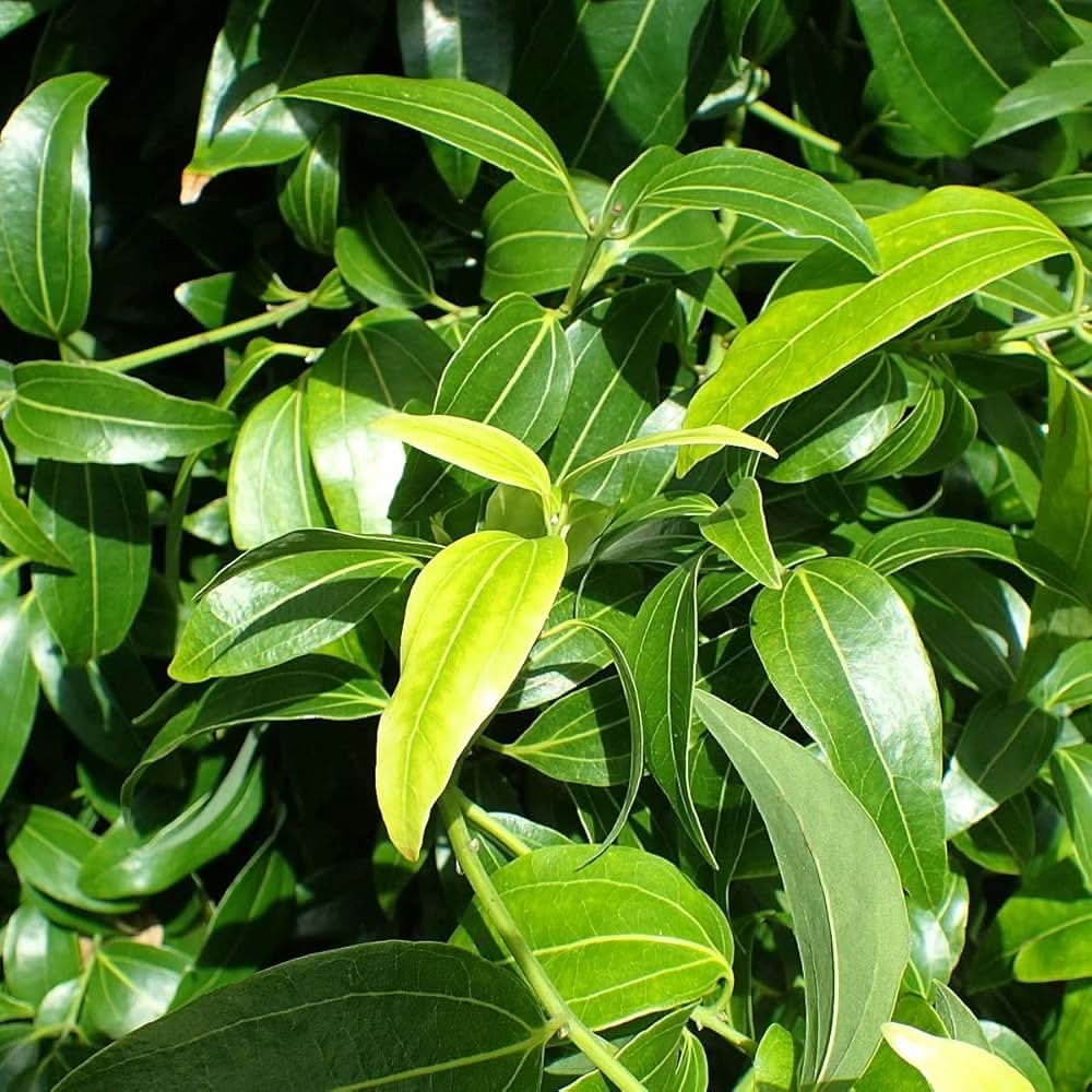 Green Bay Leaf Plant Seeds for Planting-Culinary Herb Gardens and Spices Scientific Name Placeholder for planting in home garden