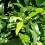 Green Bay Leaf Plant Seeds for Planting-Culinary Herb Gardens and Spices Scientific Name Placeholder for planting in home garden