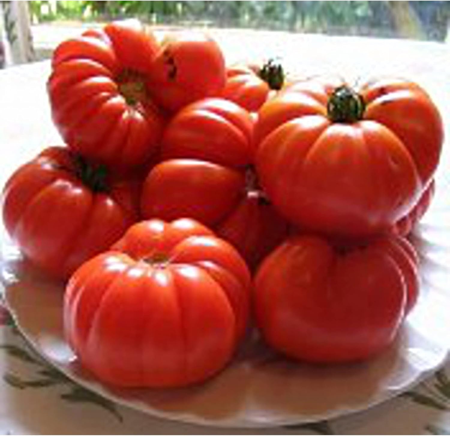  large bright red Aussie beefsteak tomatoes on vigorous green plant

