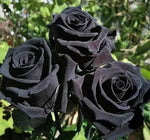 Black Rose (Rosa spp.) for planting in flower gardens