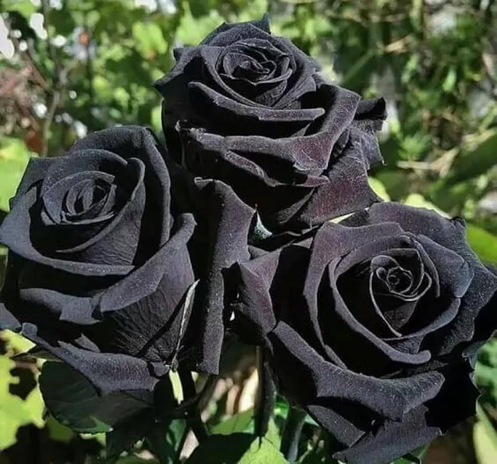 Black Rose (Rosa spp.) for planting in flower gardens