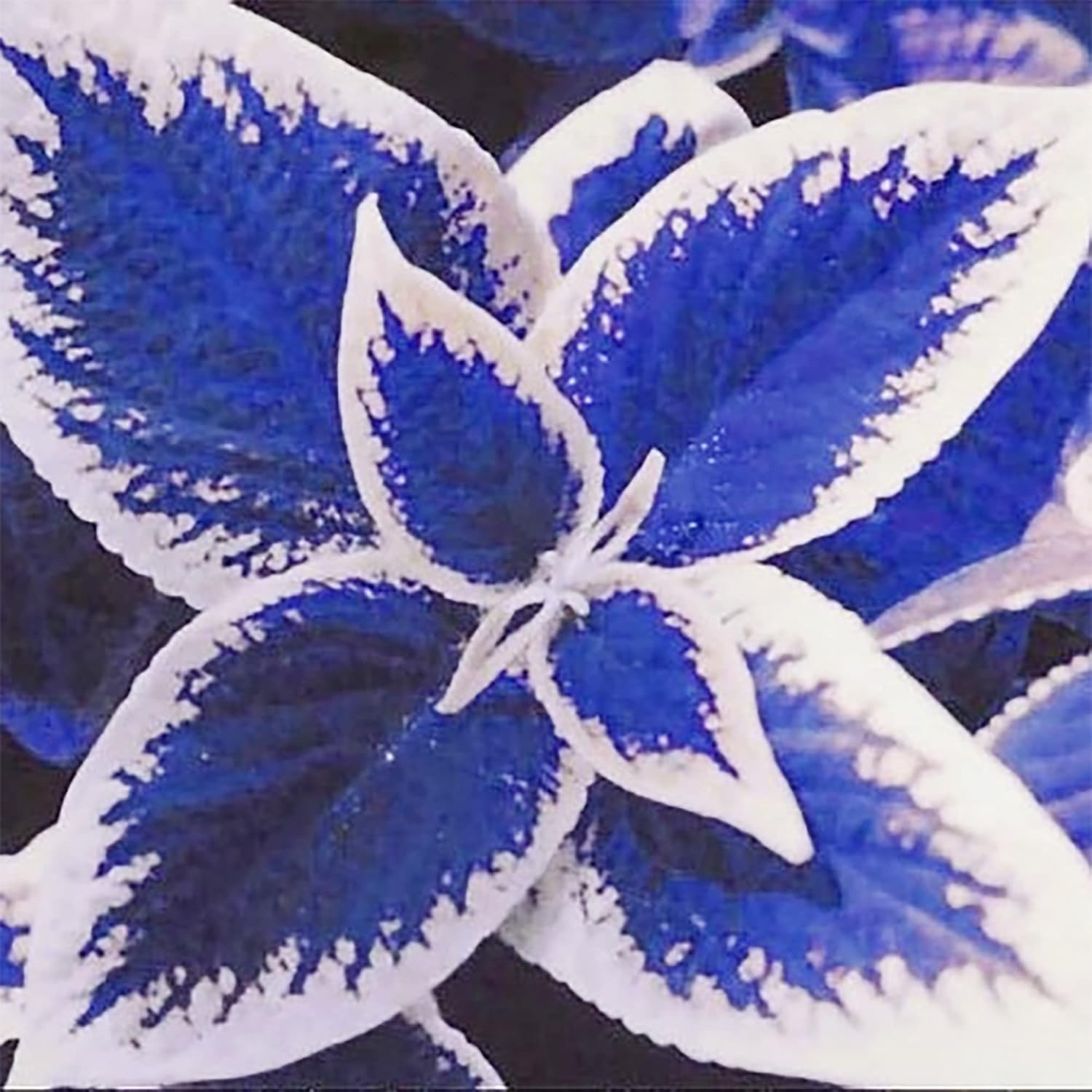 Blue-White Coleus Seeds