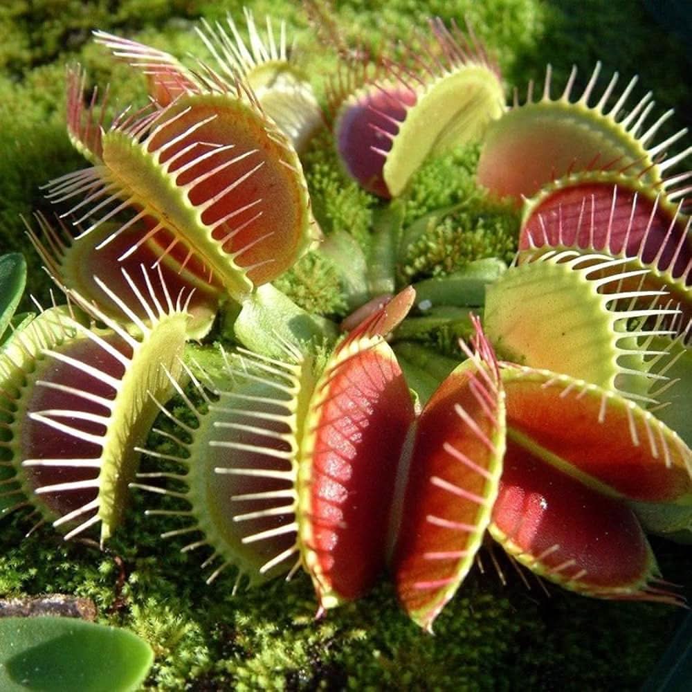 Venus Flytrap Dionaea Muscipula  Seeds for Planting in Indoor Pots and Terrarium Gardens