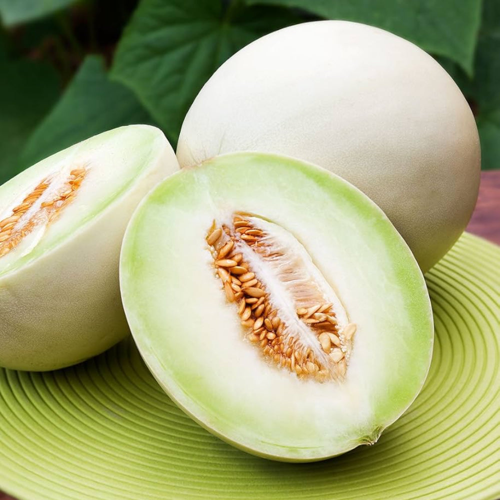 New Fresh  Green Honeydew Melon Vegetable Seeds - Sweet and Crisp Honeydew Melons for Your Garden