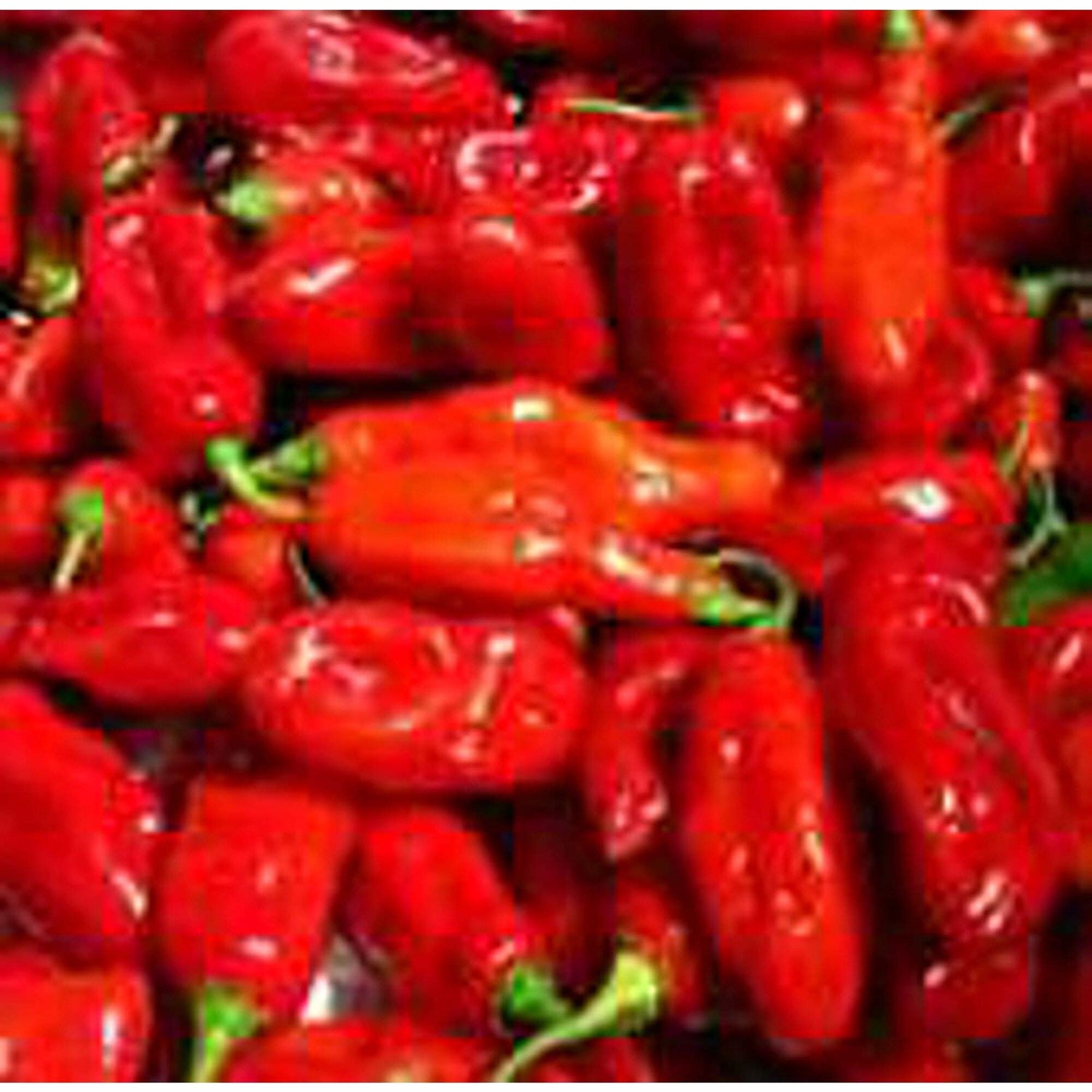 Datil Pepper Capsicum Chinense Vegetable Seeds for Planting in Kitchen Garden and Patio Containers