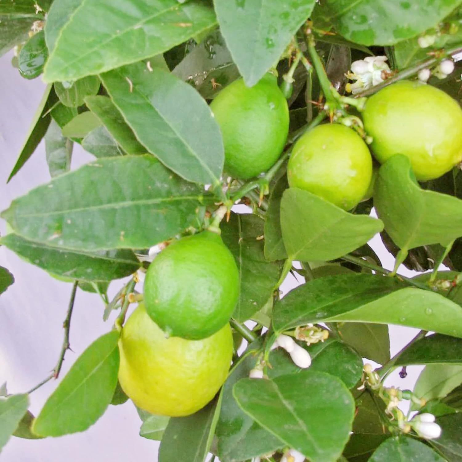 Key Lime Seeds