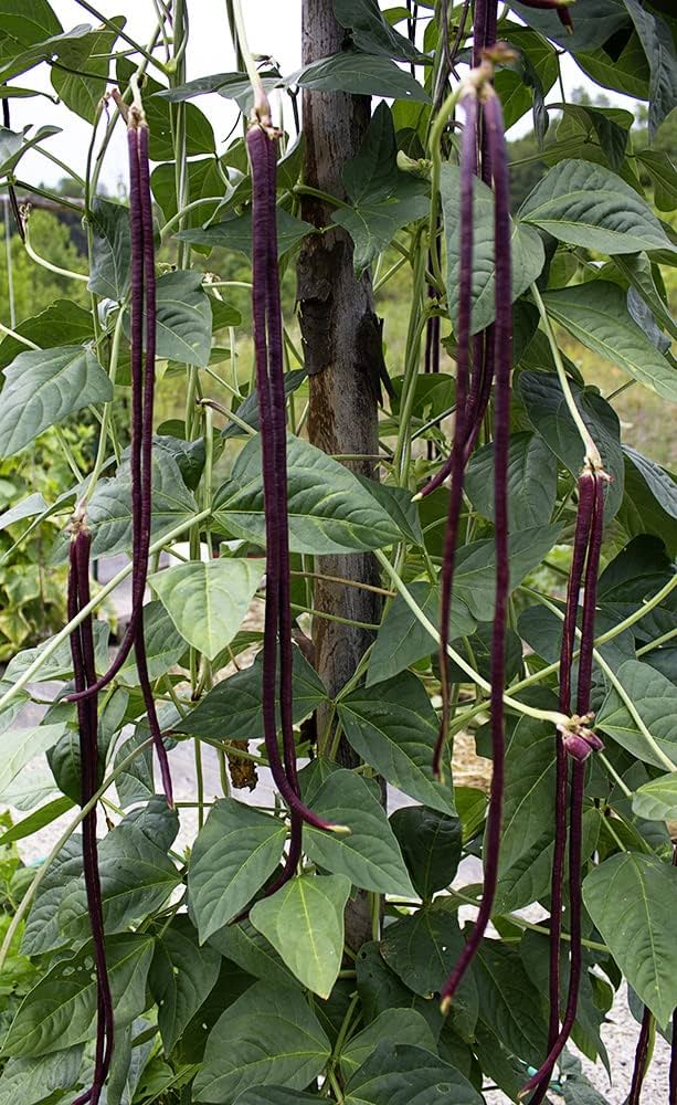 Chinese Bean Seeds for Planting Vigna Unguiculata vegetable patch backyard garden