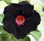 Heirloom Black Adenium Flower Seeds – Non-GMO Unique Desert Blooms for Garden Planting Dhara Seeds