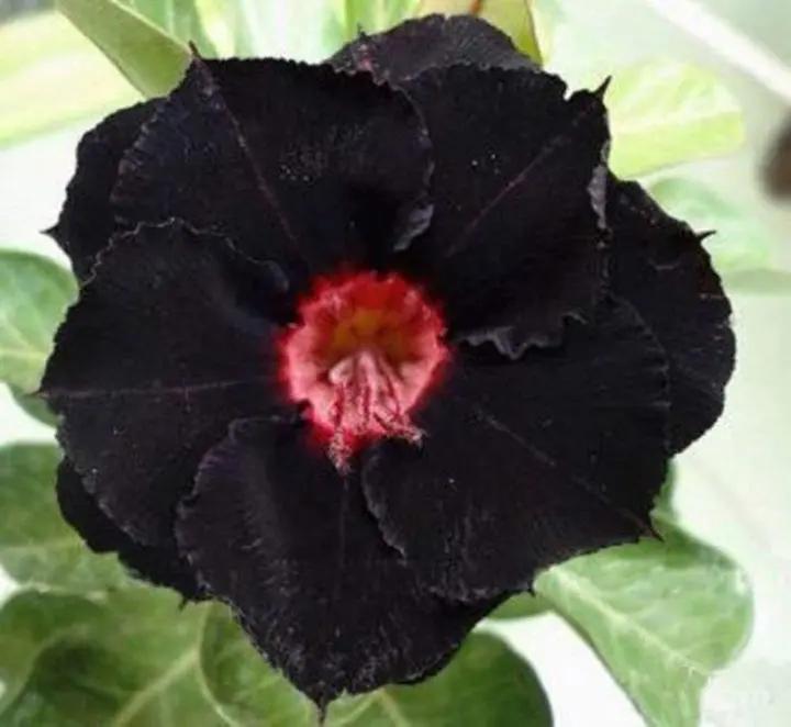 Heirloom Black Adenium Flower Seeds – Non-GMO Unique Desert Blooms for Garden Planting Dhara Seeds