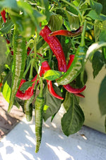 MianTiaoCai fresh vegetable garden seeds