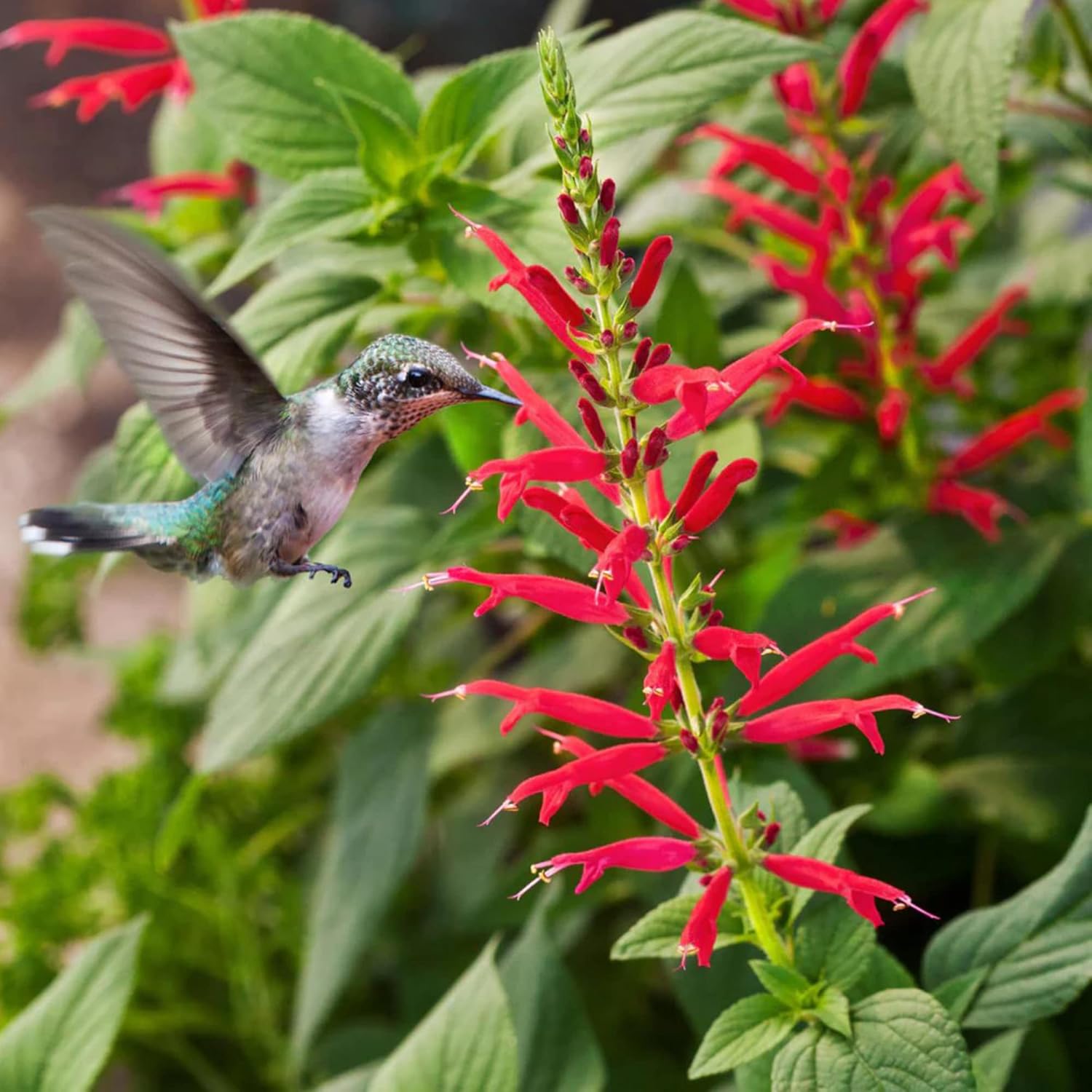 Pineapple Sage Seeds Salvia Elegans