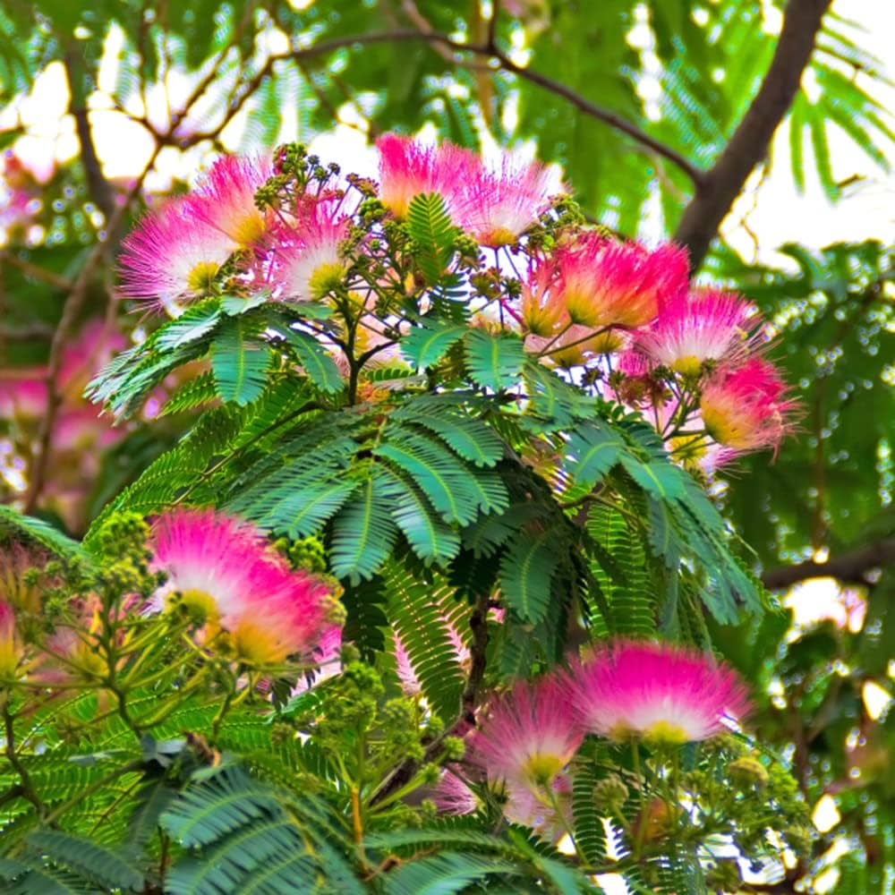 Albizia Flower Mimosa Seeds, Rare Silk Tree for Bonsai and Landscape Beauty