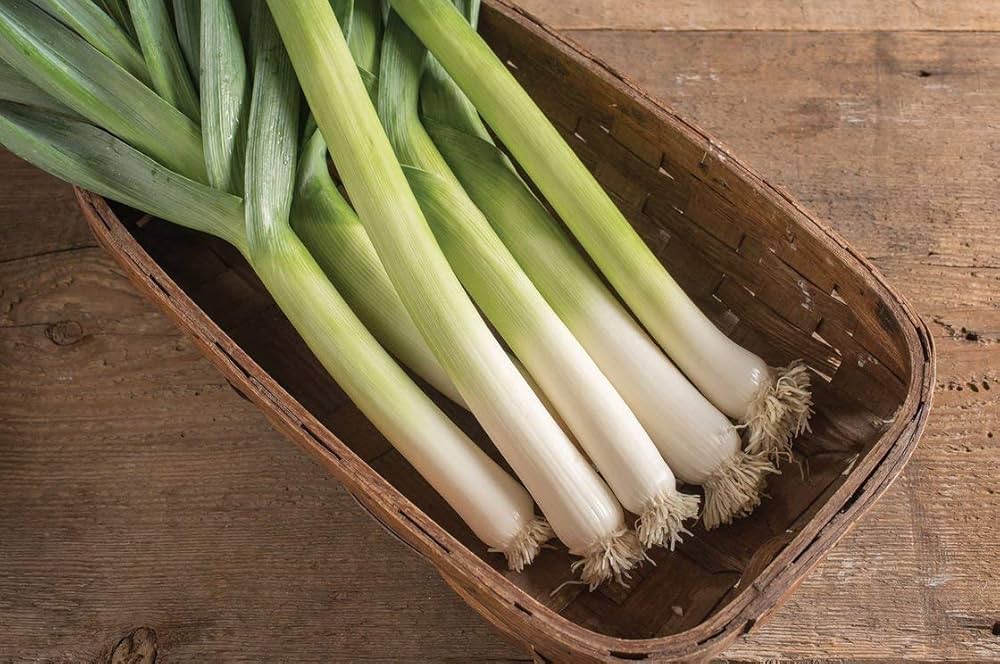 Leek Allium Ampeloprasum King Richard Vegetable Seeds for Planting – Fast-Growing Variety for Backyard Garden and Cooking