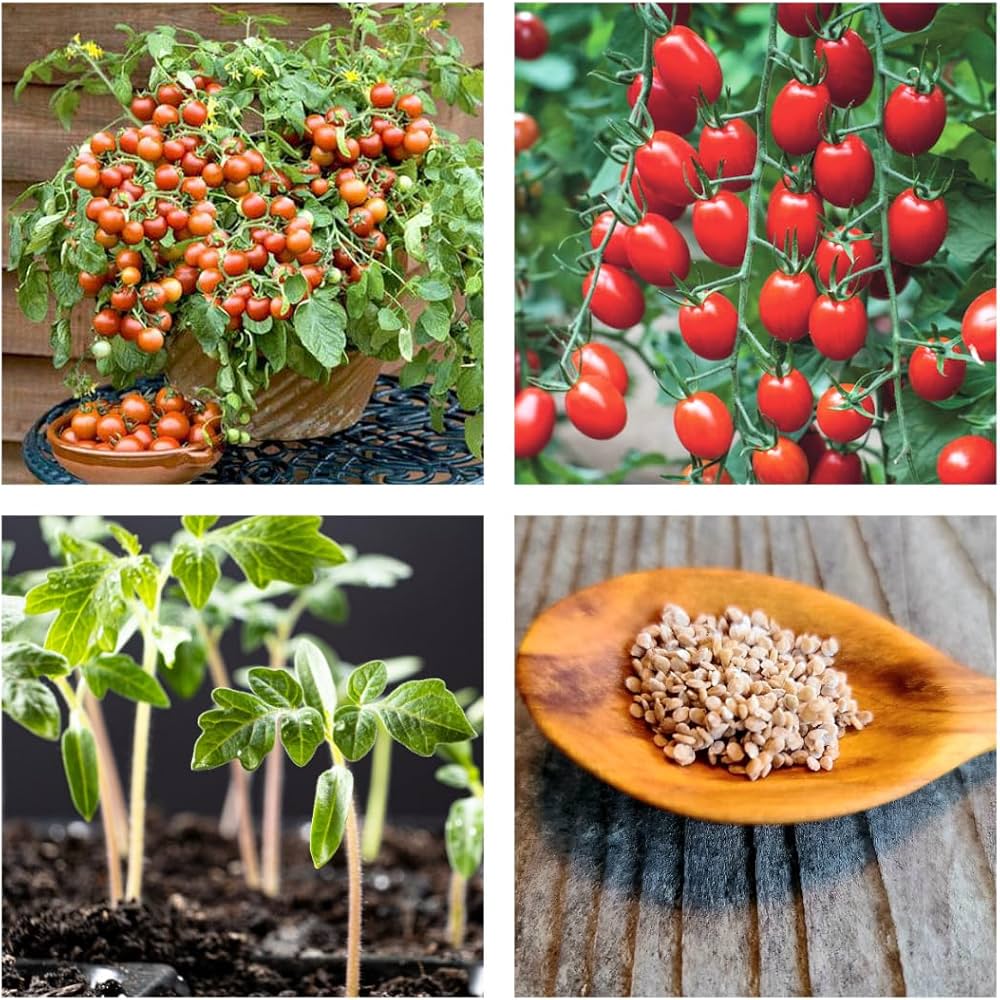 Tomato Supergonets Solanum lycopersicum vegetable seeds for planting in home garden or vertical garden