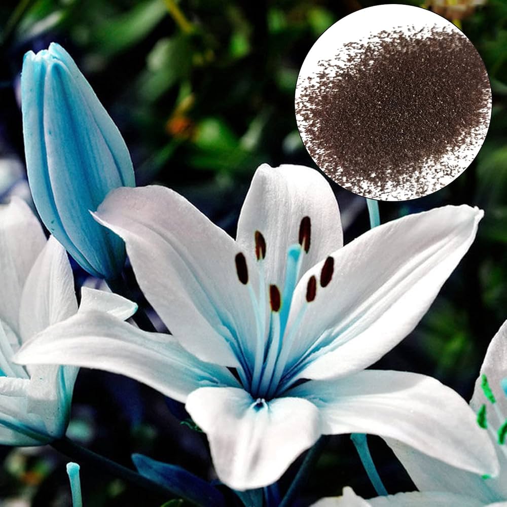 Blue Heart Lily Lilium spp. flower seeds for indoor pots or backyard gardening