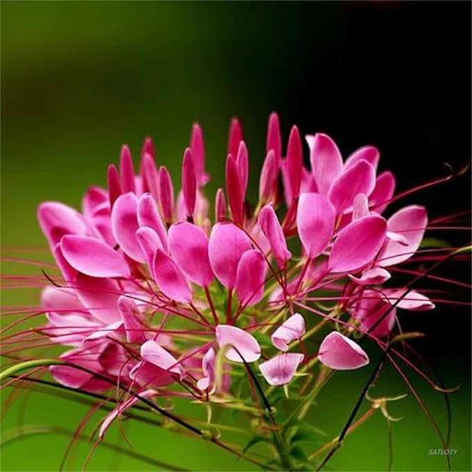 Cleome Queen Flower Seeds for Vibrant Cleome Blooms