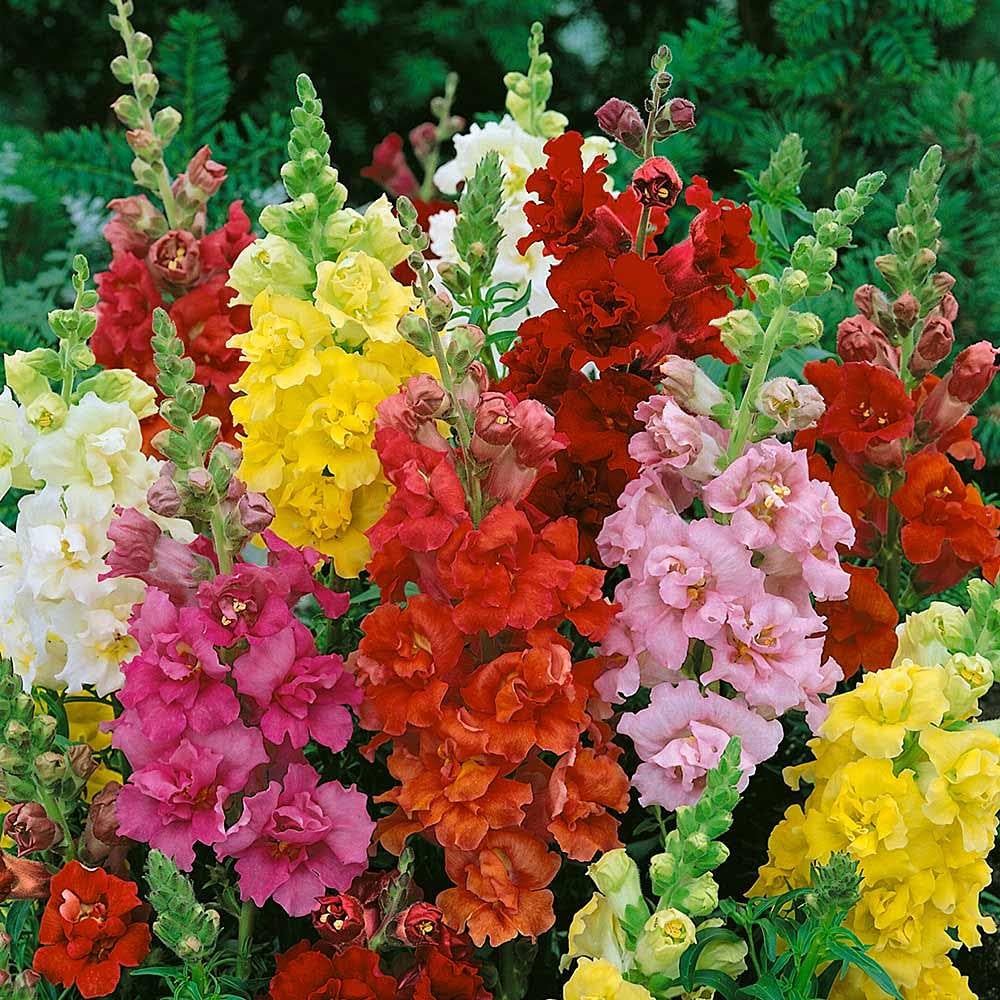 Snapdragon – Antirrhinum majus – for planting in ornamental garden