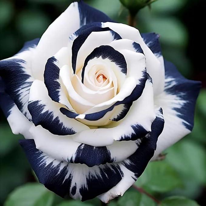 Rose Rosa Flower Seeds for Planting in backyard garden or ornamental beds