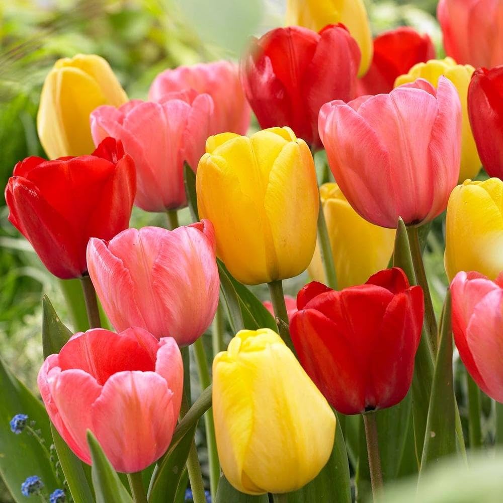 Tulip Tulipa Gesneriana Double Flower Seeds for Planting – Rare Perennial Bonsai Variety for Indoor Pots | Pcs