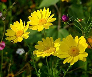 Chrysanthemum Chrysanthemum spp. for planting in flower bed