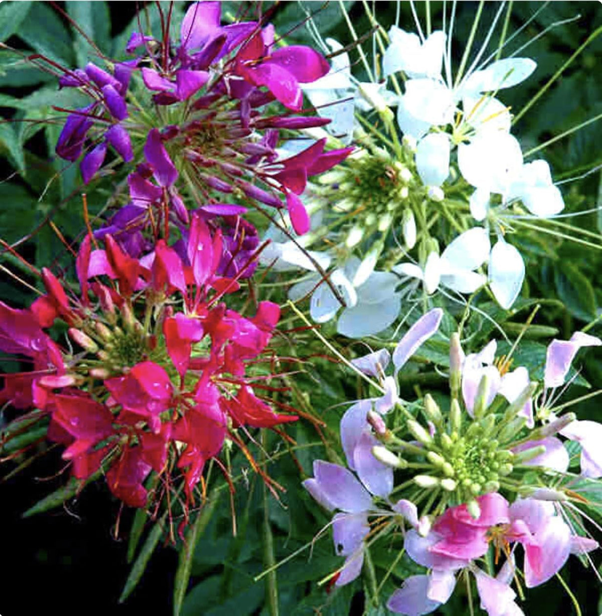 Cleome Spider Flower Cleome hassleriana Seeds for Planting in Flower Bed & Garden