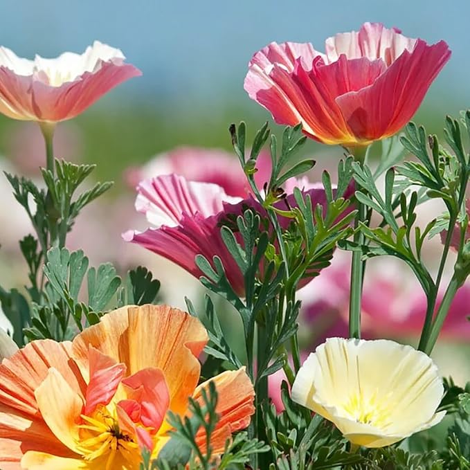 California Poppy Seeds - Ballerina Mix