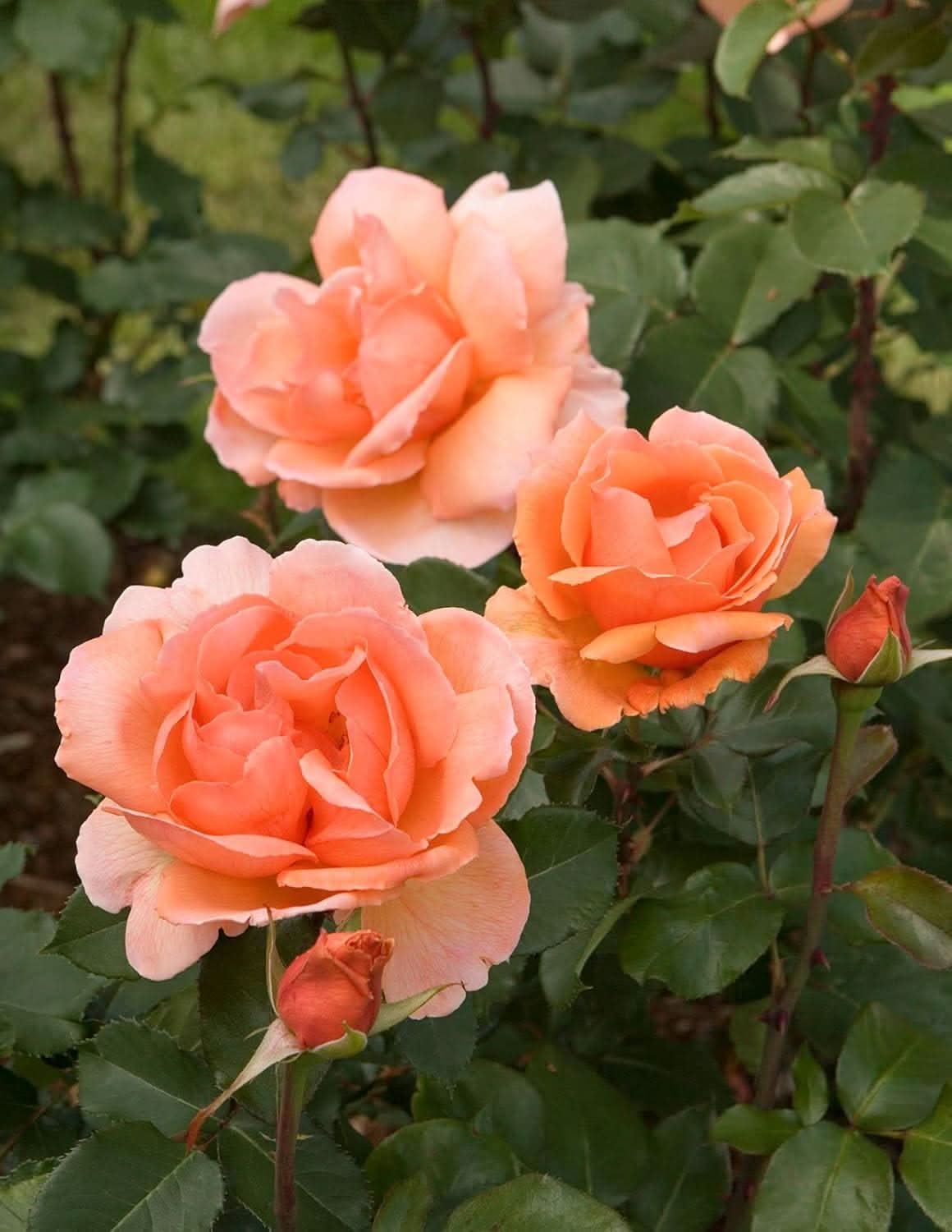 Climbing Rose Flower Seeds for Planting – 100, Heirloom, Non-GMO Garden Seeds - Rose for planting in home garden