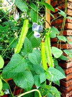 Asian Winged Bean Psophocarpus tetragonolobus for planting in vegetable patch