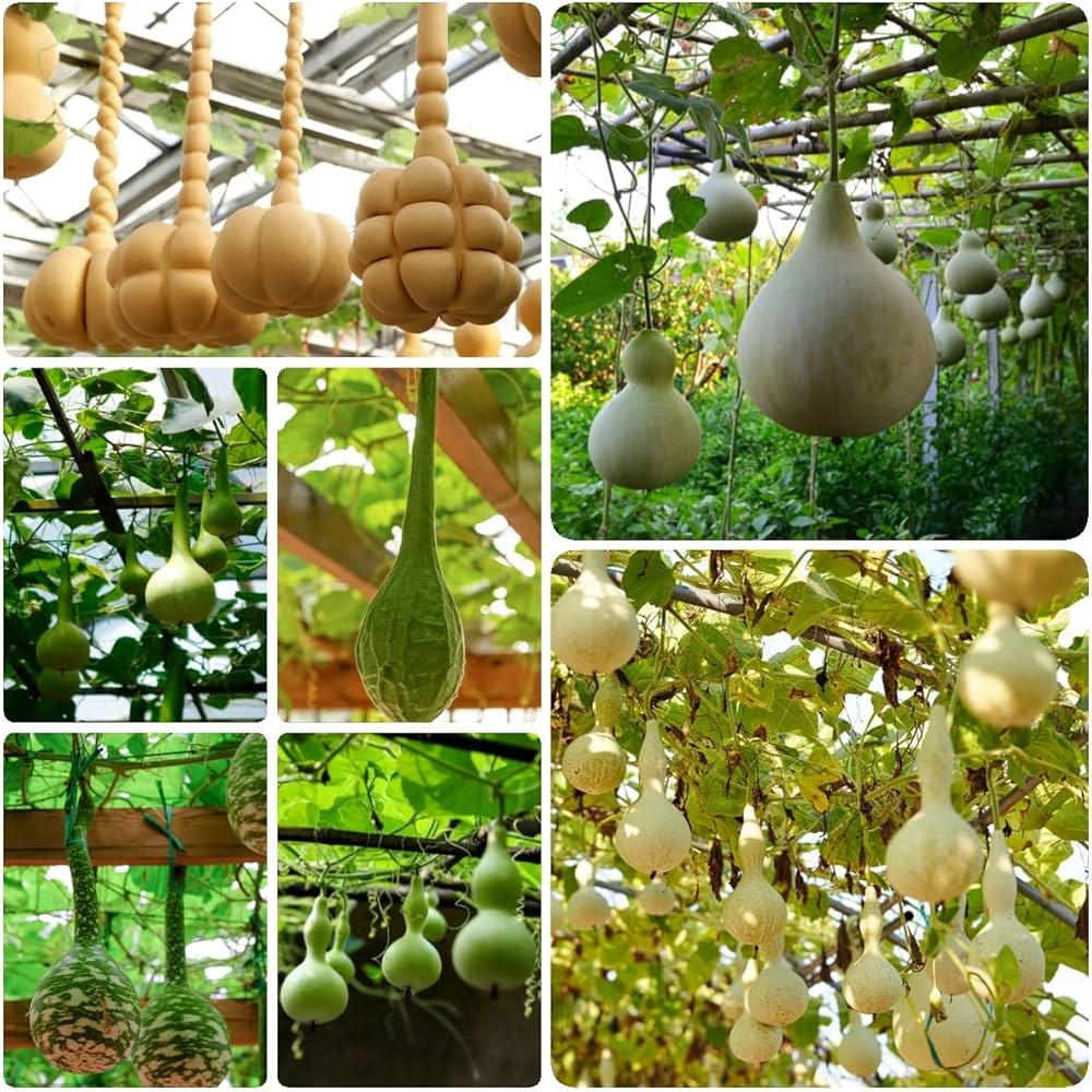 Lagenaria Siceraria Pumpkin Vegetable Seeds for Planting in Vegetable Patch