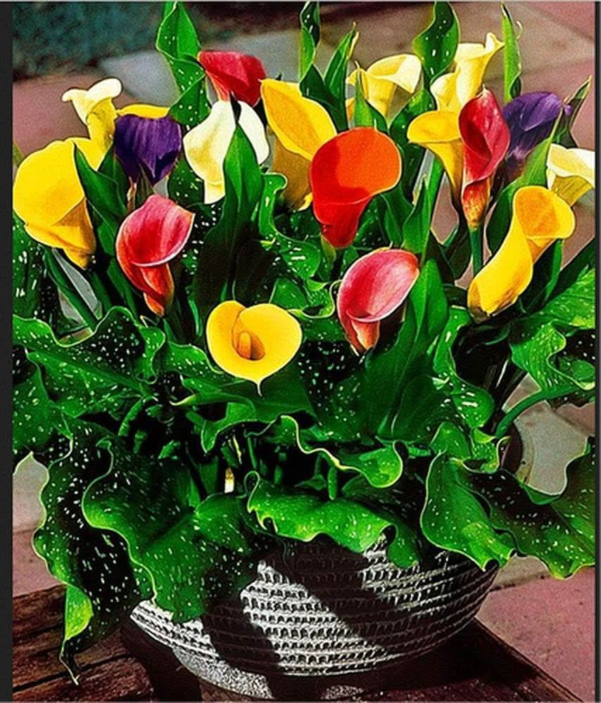 Calla Lily Mixed Colors Flower Seeds for Bonsai Gardening