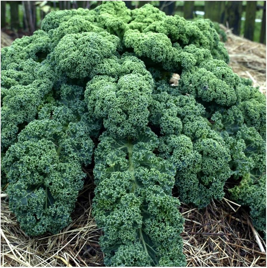 Combo Kale Seed Pack – of Lacinato, Red Russian, Blue Curled Vates & Siberian